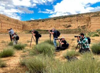 taller de fotografía con lobos PallantiaPhoto2021