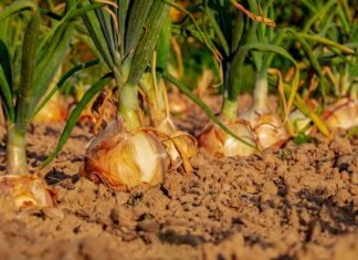 huerta-cebolla-cultivo-tierra-agricultura