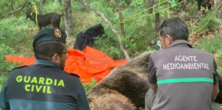 oso montaña palentina enfrentamiento