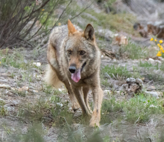 lobo