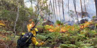 Incendio en bosque