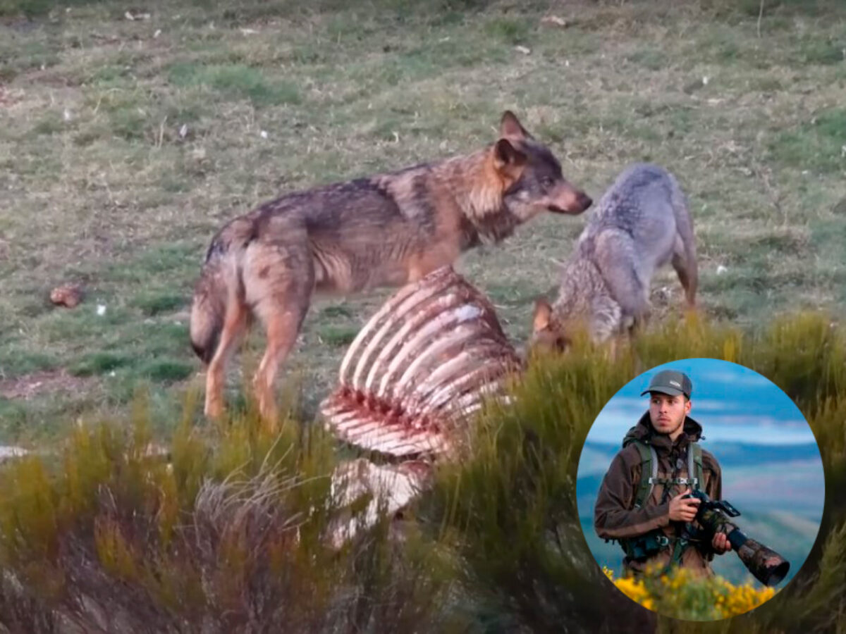 El lobo de la Montaña Palentina que 'caza' en Youtube miles de  visualizaciones - Palencia en la Red