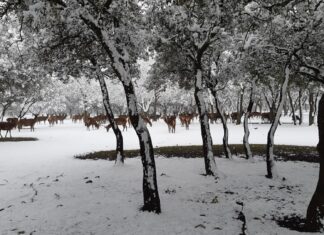 ¿La Laponia Finlandesa? No, el Monte nevado de Palencia (Galería)