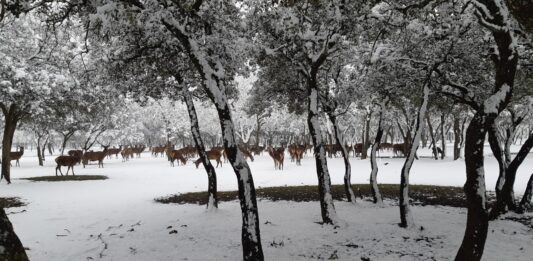 ¿La Laponia Finlandesa? No, el Monte nevado de Palencia (Galería)