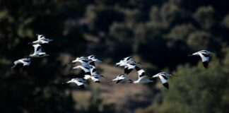 Día Mundial de las Aves Migratorias