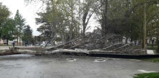 Caída de árbol en el Parque de los Jardinillos de Palencia por la climatología hace que se cierre el acceso del mismo