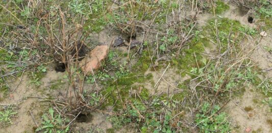 Huras de topillo campesino en una tierra de cultivo