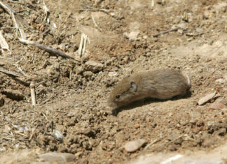 Ejemplar de topillo campesino en Tierra de Campos