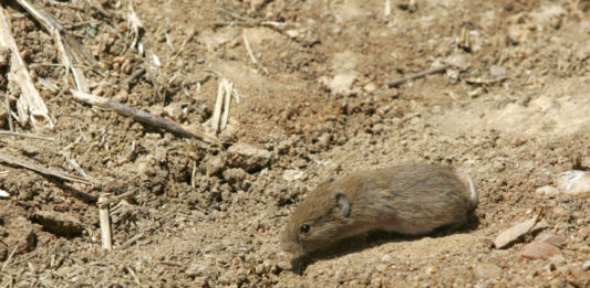 Ejemplar de topillo campesino en Tierra de Campos