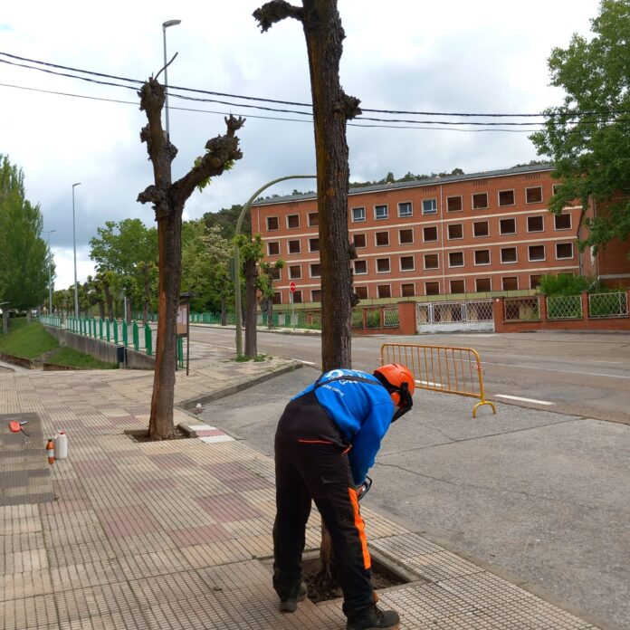 saldaña árboles avenida reyes católicos