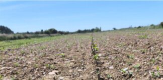 Plantación de chopos en Paredes de Nava