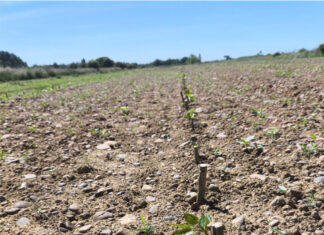 Plantación de chopos en Paredes de Nava