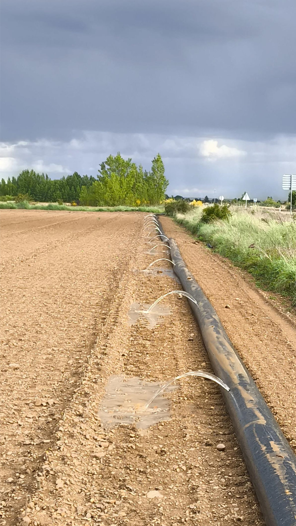 Plantación de chopos en Paredes de Nava