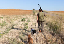 La Audiencia de Palencia confirma la sanción a dos cazadores furtivos por abatir a un zorro
