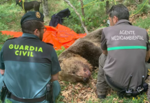 Agentes junto al oso muerto en Palencia