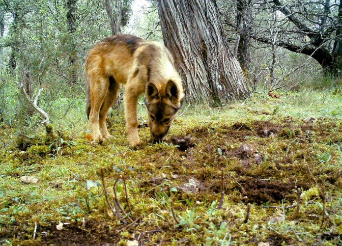 ICAL - Ejemplares de lobo ibérico