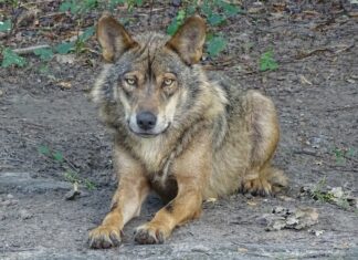 Imagen de archivo de lobo ibérico