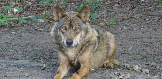 Imagen de archivo de lobo ibérico