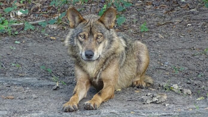 Imagen de archivo de lobo ibérico