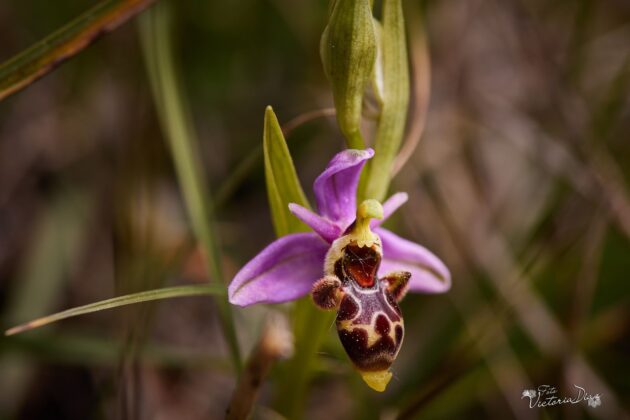 Orquídeas silvestres y otras flores en Las Tuerces - Geoparque de Las Loras - FOTO Victoria Díaz