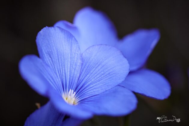 Orquídeas silvestres y otras flores en Las Tuerces - Geoparque de Las Loras - FOTO Victoria Díaz