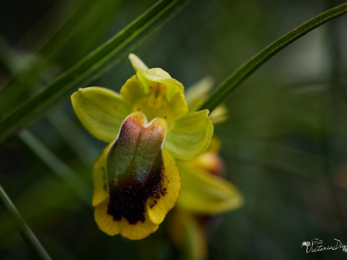 Las orquídeas de cuento y otras flores singulares que puedes encontrar  paseando por Las Loras - Palencia en la Red