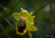 Orquídeas silvestres y otras flores en Las Tuerces - Geoparque de Las Loras - FOTO Victoria Díaz