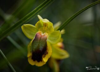 Orquídeas silvestres y otras flores en Las Tuerces - Geoparque de Las Loras - FOTO Victoria Díaz