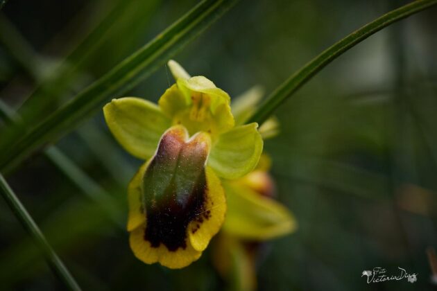 Orquídeas silvestres y otras flores en Las Tuerces - Geoparque de Las Loras - FOTO Victoria Díaz