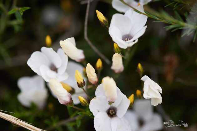 Orquídeas silvestres y otras flores en Las Tuerces - Geoparque de Las Loras - FOTO Victoria Díaz