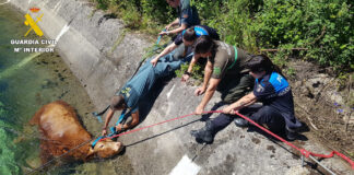 Rescate de la vaca en Guardo