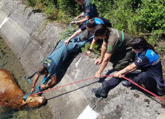 Rescate de la vaca en Guardo