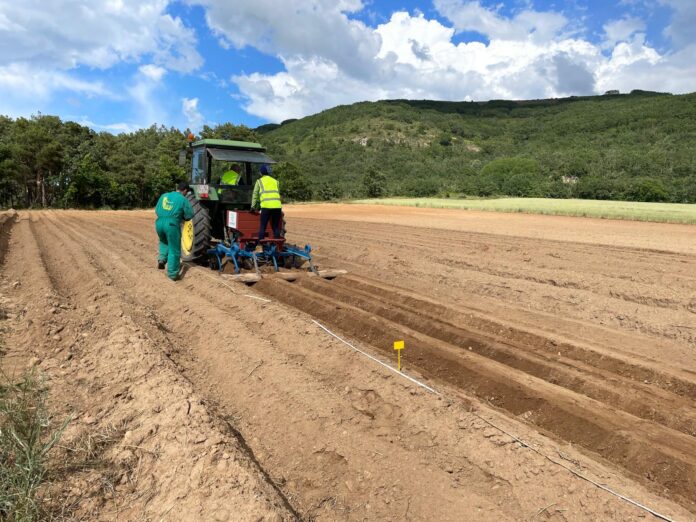 SIEMBRA CAMPOS DE ENSAYO PATATA ECOLÓGICA 3