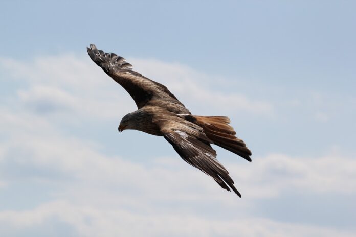 Ejemplar de águila volando