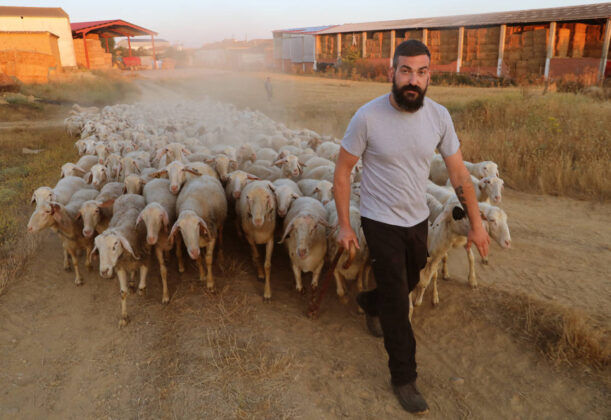 El pastor de Villamorco (Palencia), José de Mingo saca al rebaño al campo a pastar.