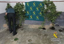 FOTO Plantación de marihuana