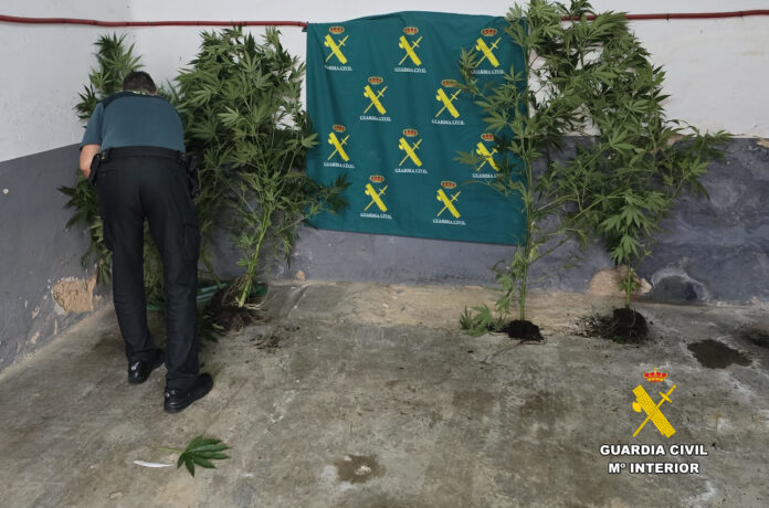 FOTO Plantación de marihuana