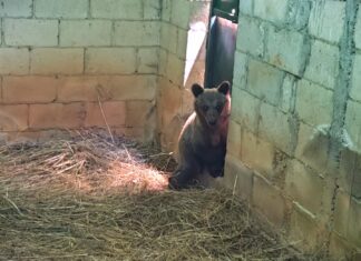 ICAL - La osezna Cova, trasladada al recinto de aclimatación de osos pardos de la finca de Valsemana, en León, para avanzar hacia su reintroducción en el medio natural