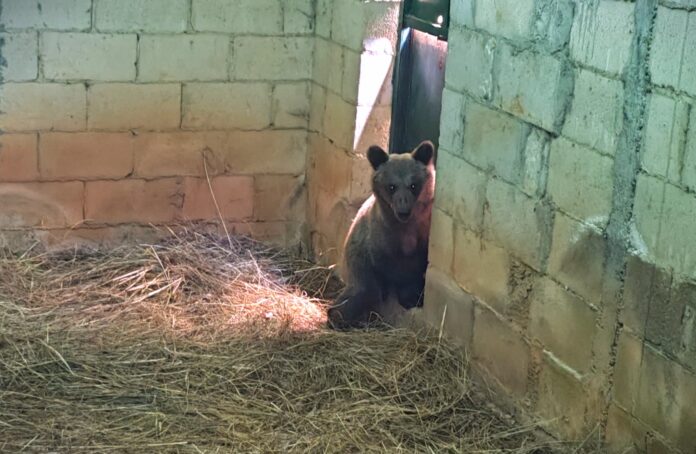 ICAL - La osezna Cova, trasladada al recinto de aclimatación de osos pardos de la finca de Valsemana, en León, para avanzar hacia su reintroducción en el medio natural