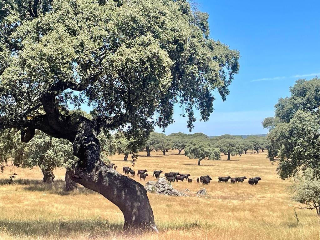 Toros de lidia en la Dehesa