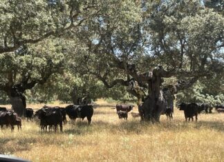 Toros de lidia en la Dehesa