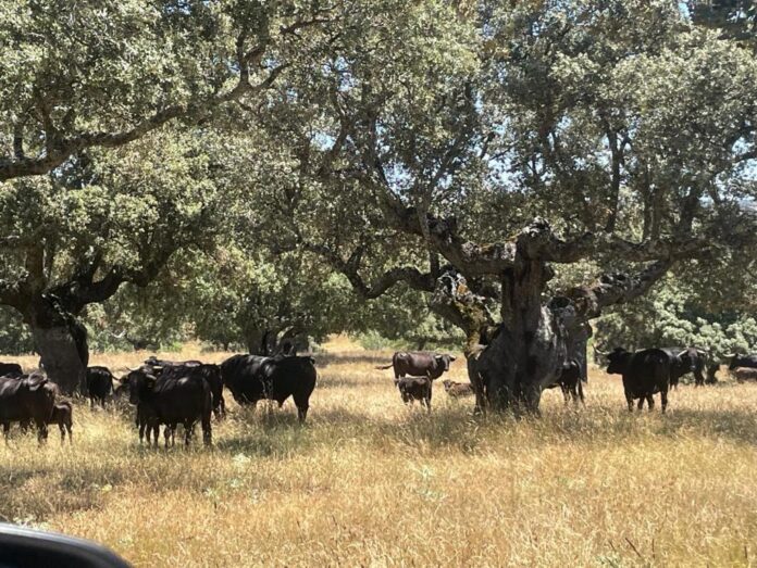 Toros de lidia en la Dehesa