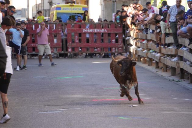 Encierros tradicionales en Torquemada - Agosto 2024