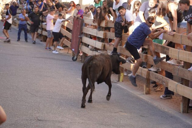 Encierros tradicionales en Torquemada - Agosto 2024