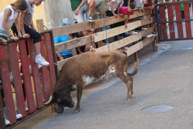 Encierros tradicionales en Torquemada - Agosto 2024