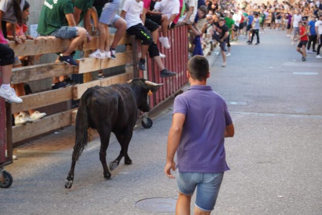 Encierros tradicionales en Torquemada - Agosto 2024