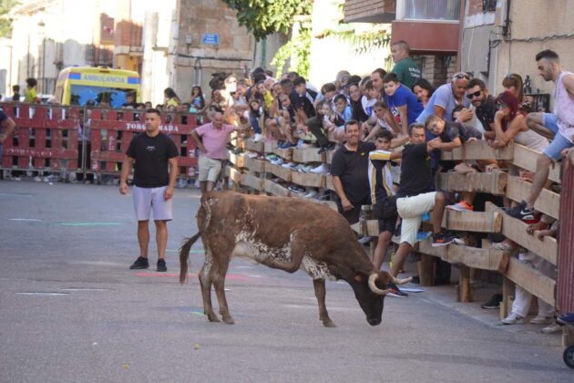 Encierros tradicionales en Torquemada - Agosto 2024