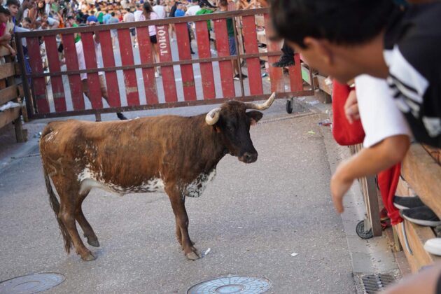 Encierros tradicionales en Torquemada - Agosto 2024