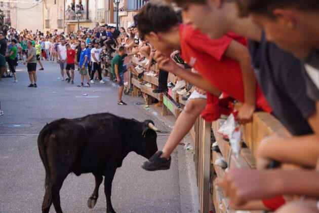 Encierros tradicionales en Torquemada - Agosto 2024