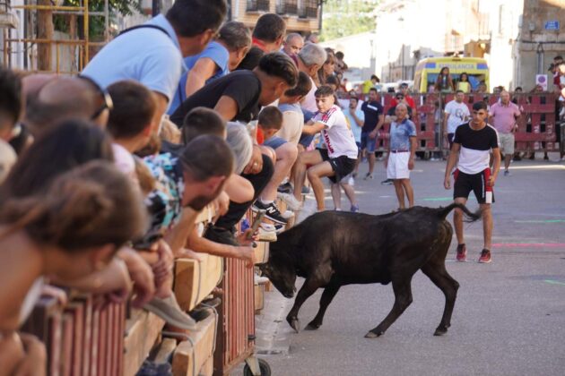 Encierros tradicionales en Torquemada - Agosto 2024